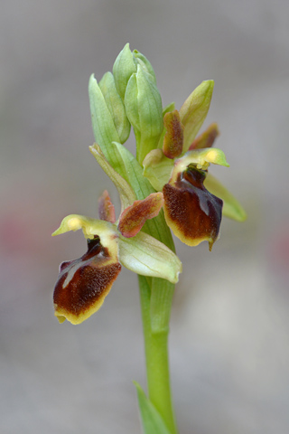 Ophrys araneola