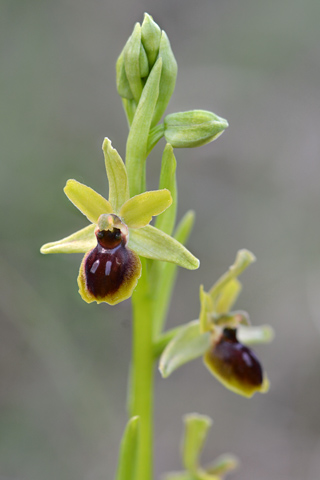 Ophrys araneola