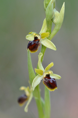 Ophrys araneola