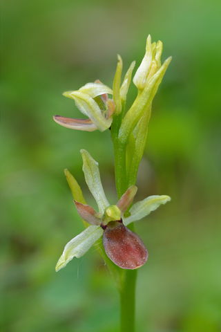Ophrys araneola hypochrome