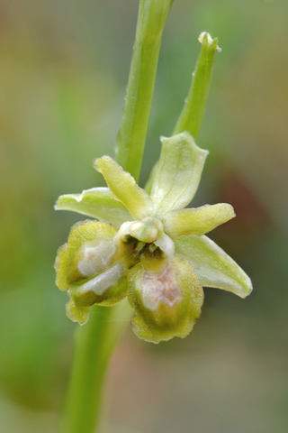 Ophrys araneola hypochrome