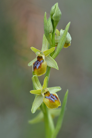 Ophrys araneola hypochrome