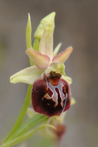 Ophrys aranifera x dinarica