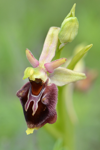 Ophrys aranifera x dinarica