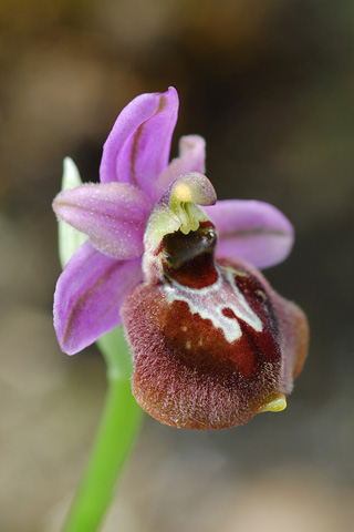 Ophrys aranifera x ficalhoana