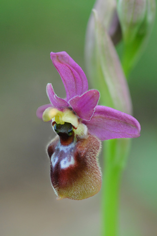 Ophrys aranifera x ficalhoana