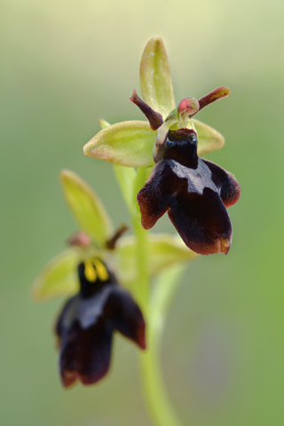 Ophrys aranifera x insectifera