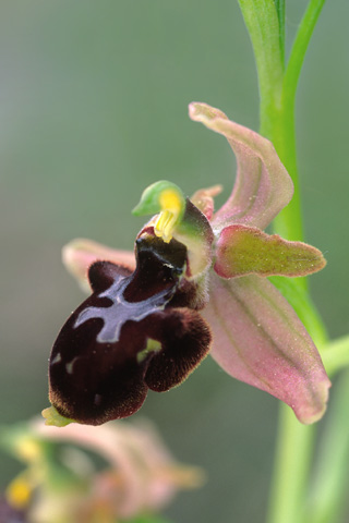 Ophrys aranifera x scolopax