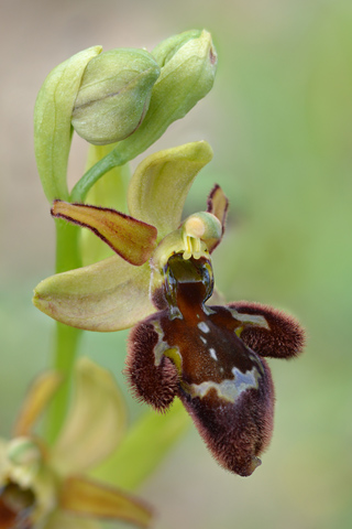 Ophrys aranifera x speculum