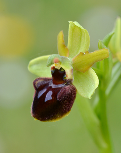 Ophrys aranifera