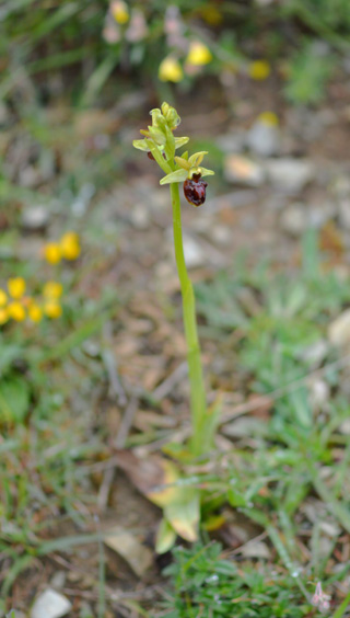 Ophrys aranifera