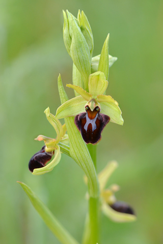 Ophrys aranifera