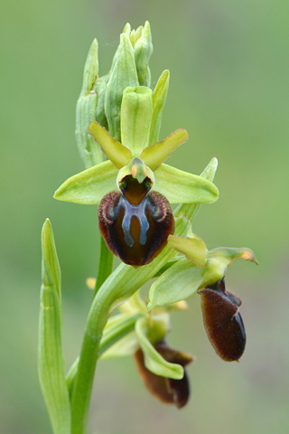 Ophrys aranifera