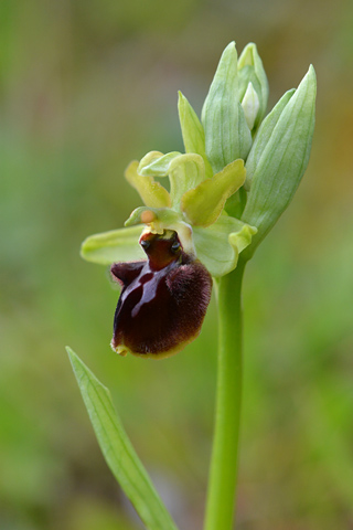 Ophrys aranifera