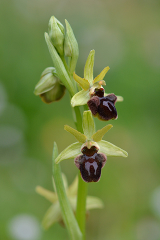 Ophrys aranifera