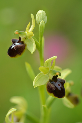 Ophrys aranifera