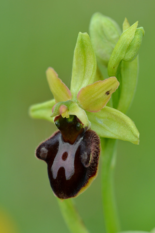 Ophrys aranifera