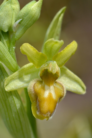 Ophrys aranifera