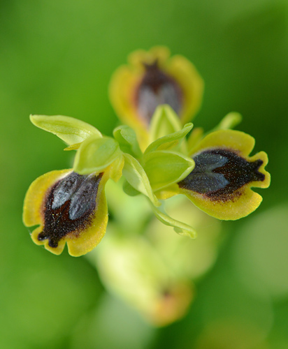 Ophrys archimedea