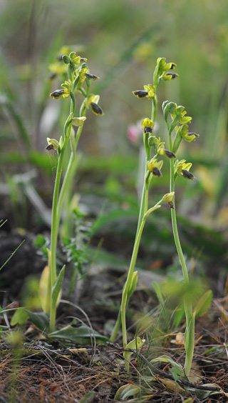 Ophrys archimedea