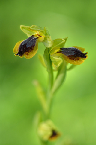 Ophrys archimedea