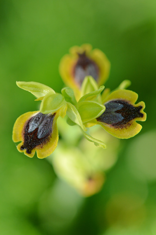 Ophrys archimedea