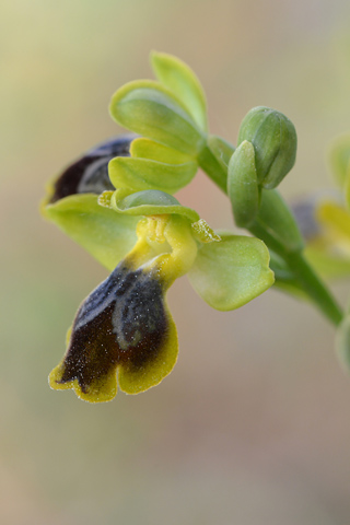 Ophrys archimedea