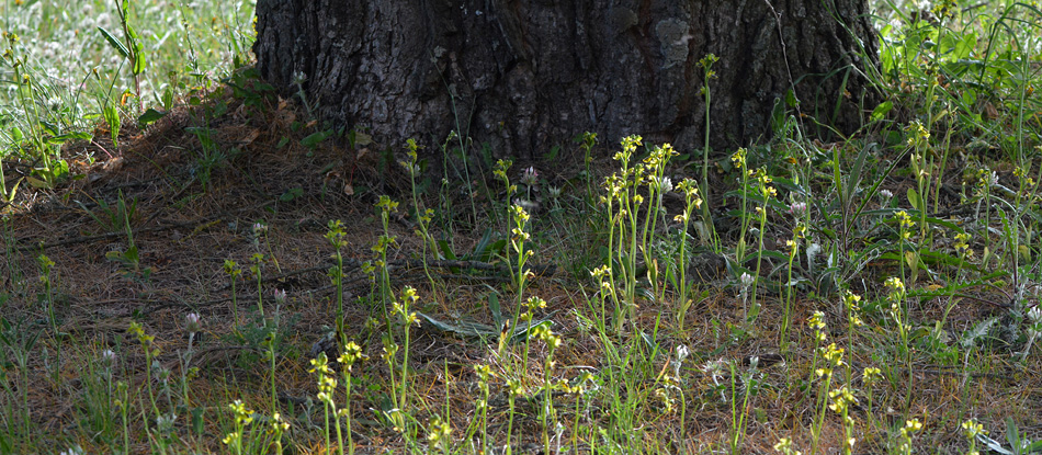 Ophrys archimedea