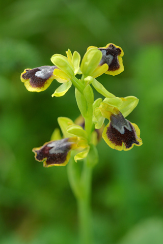 Ophrys archimedea