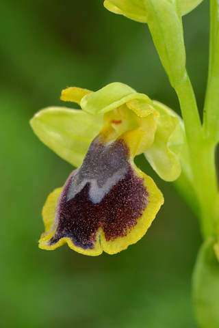 Ophrys archimedea