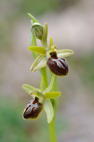 Ophrys archipelagi x classica