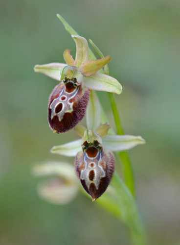 Ophrys archipelagi