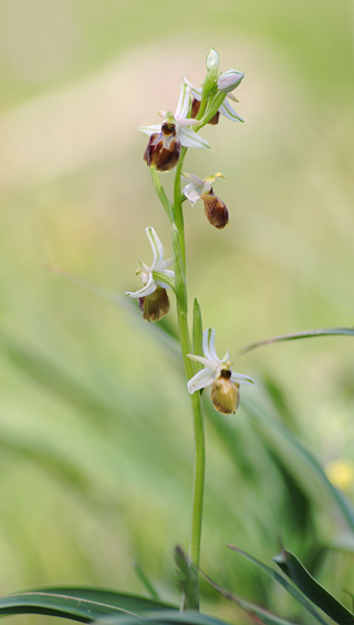 Ophrys archipelagi