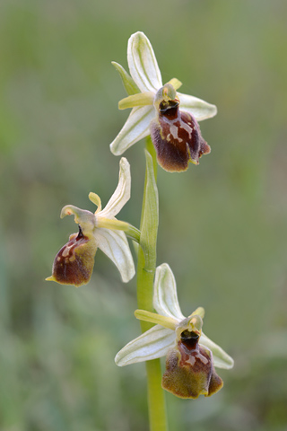 Ophrys archipelagi