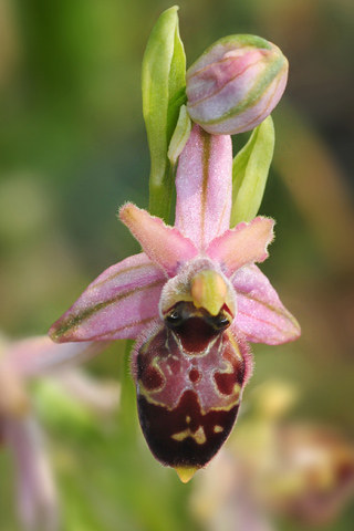 Ophrys archipelagi