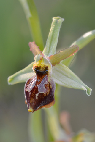 Ophrys archipelagi