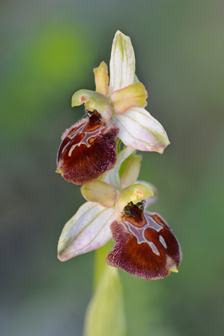 Ophrys archipelagi