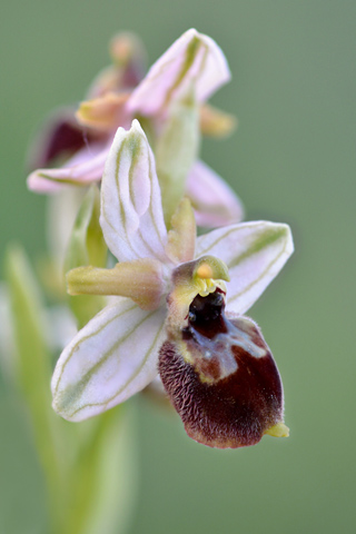 Ophrys archipelagi