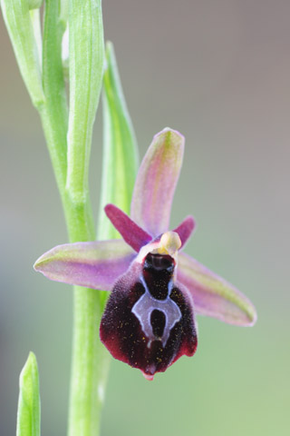 Ophrys argolica x ferrum-equinum