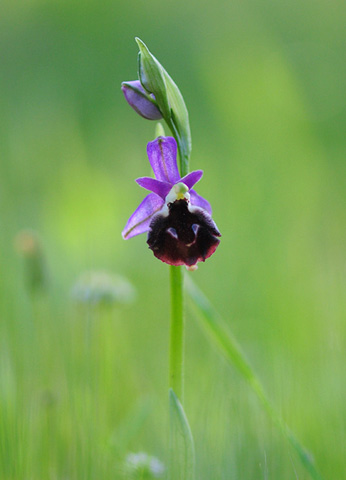 Ophrys argolica