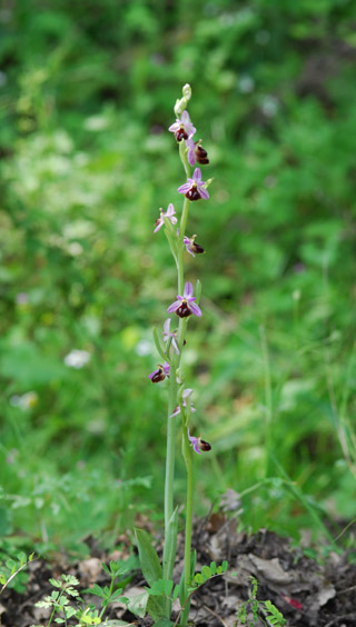 Ophrys argolica