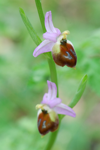 Ophrys argolica