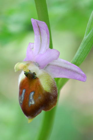 Ophrys argolica