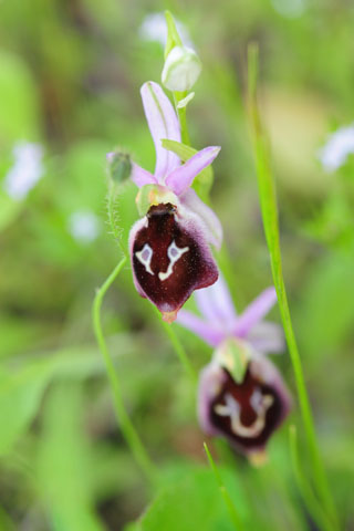 Ophrys argolica