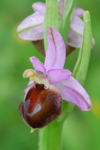 Ophrys argolica