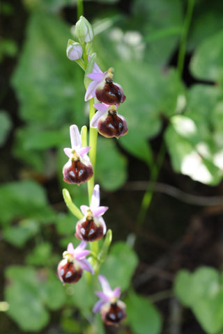 Ophrys argolica