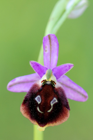 Ophrys argolica