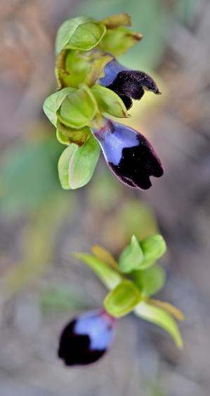 Ophrys atlantica