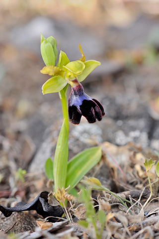 Ophrys atlantica