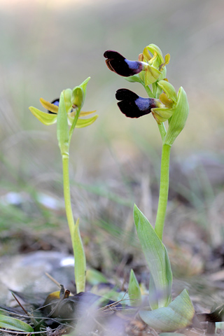 Ophrys atlantica